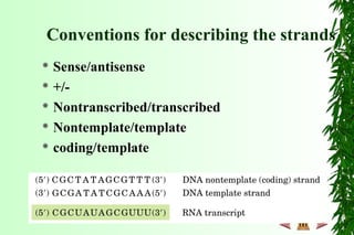  Sense/antisense
 +/-
 Nontranscribed/transcribed
 Nontemplate/template
 coding/template
Conventions for describing the strands
 