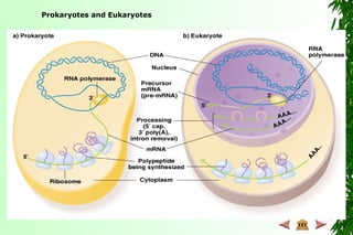 Prokaryotes and Eukaryotes
 