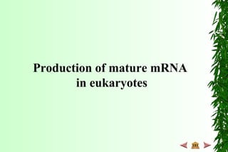 Production of mature mRNA
in eukaryotes
 