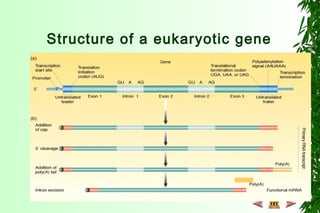 Structure of a eukaryotic gene
 