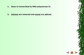 1. Gene is transcribed by RNA polymerase II.
2. Introns are removed and exons are spliced.
 