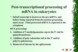 Post-transcriptional processing of
mRNA in eukaryotes
 Initial transcript is known as the pre-mRNA, and
before being exported from the nucleus processing
must occur. Final processed mRNA is exported to the
cytoplasm.
RNA processing:
1. Addition of 7-methylguanosine cap to the 5’ end by
guanyltransferase.
2. Addition of poly-Adenosine tail at the 3’ end by
poly(A) polymerase.
3. Removal of introns by the spliceosome
 