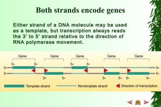 Both strands encode genes
Either strand of a DNA molecule may be used
as a template, but transcription always reads
the 3’ to 5’ strand relative to the direction of
RNA polymerase movement.
 