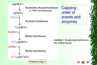 AdoMet = S-adenosylmethionine,
the methyl donor
Capping:
order of
events and
enzymes
Product is Cap 1
or “RNA triphosphatase”
 