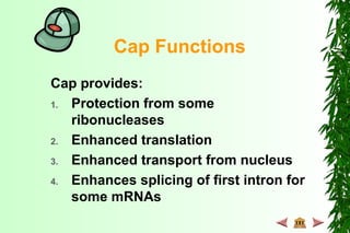 Cap Functions
Cap provides:
1. Protection from some
ribonucleases
2. Enhanced translation
3. Enhanced transport from nucleus
4. Enhances splicing of first intron for
some mRNAs
 