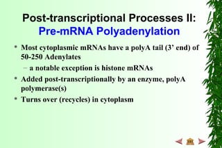 Post-transcriptional Processes II:
Pre-mRNA Polyadenylation
 Most cytoplasmic mRNAs have a polyA tail (3’ end) of
50-250 Adenylates
– a notable exception is histone mRNAs
 Added post-transcriptionally by an enzyme, polyA
polymerase(s)
 Turns over (recycles) in cytoplasm
 