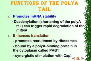 Functions oF the PolyA
tAil
1. Promotes mRNA stability
- Deadenylation (shortening of the polyA
tail) can trigger rapid degradation of the
mRNA
2. Enhances translation
- promotes recruitment by ribosomes
- bound by a polyA-binding protein in
the cytoplasm called PAB1
- synergistic stimulation with Cap!
 