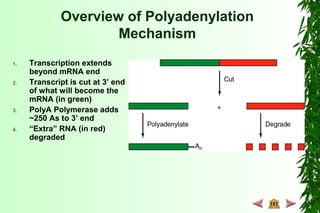 Overview of Polyadenylation
Mechanism
1. Transcription extends
beyond mRNA end
2. Transcript is cut at 3’ end
of what will become the
mRNA (in green)
3. PolyA Polymerase adds
~250 As to 3’ end
4. “Extra” RNA (in red)
degraded
 