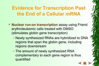 Evidence for Transcription Past
the End of a Cellular mRNA
 Nuclear run-on transcription assay using Friend
erythroleukemic cells treated with DMSO
(stimulates globin gene transcription)
– Newly synthesized RNAs are hybridized to DNA
regions that span the globin gene, including
regions downstream
– The amount of newly synthesized RNA
complementary to each gene region is thus
quantified
 