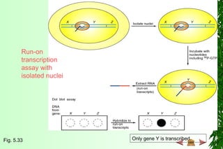 Run-on
transcription
assay with
isolated nuclei
Fig. 5.33 Only gene Y is transcribed.
 