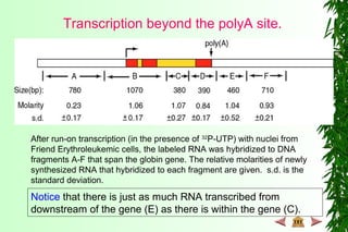 Transcription beyond the polyA site.
After run-on transcription (in the presence of 32
P-UTP) with nuclei from
Friend Erythroleukemic cells, the labeled RNA was hybridized to DNA
fragments A-F that span the globin gene. The relative molarities of newly
synthesized RNA that hybridized to each fragment are given. s.d. is the
standard deviation.
Notice that there is just as much RNA transcribed from
downstream of the gene (E) as there is within the gene (C).
 