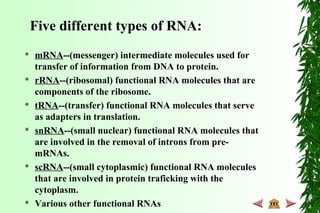  mRNA--(messenger) intermediate molecules used for
transfer of information from DNA to protein.
 rRNA--(ribosomal) functional RNA molecules that are
components of the ribosome.
 tRNA--(transfer) functional RNA molecules that serve
as adapters in translation.
 snRNA--(small nuclear) functional RNA molecules that
are involved in the removal of introns from pre-
mRNAs.
 scRNA--(small cytoplasmic) functional RNA molecules
that are involved in protein traficking with the
cytoplasm.
 Various other functional RNAs
Five different types of RNA:
 