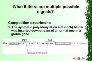 What if there are multiple possible
signals?
Competition experiment:
1. The synthetic polyadenylation site (SPA) below
was inserted downstream of a normal one in a
globin gene
Fig. 15.21
GU-rich U-rich
 