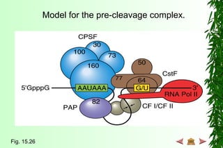 Model for the pre-cleavage complex.
Fig. 15.26
 
