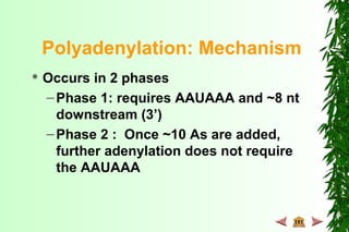 Polyadenylation: Mechanism
 Occurs in 2 phases
–Phase 1: requires AAUAAA and ~8 nt
downstream (3’)
–Phase 2 : Once ~10 As are added,
further adenylation does not require
the AAUAAA
 