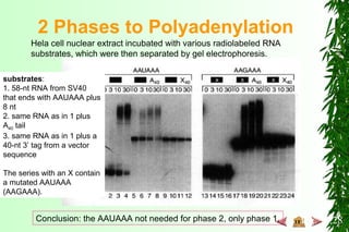 2 Phases to Polyadenylation
Fig. 15.28
substrates:
1. 58-nt RNA from SV40
that ends with AAUAAA plus
8 nt
2. same RNA as in 1 plus
A40 tail
3. same RNA as in 1 plus a
40-nt 3’ tag from a vector
sequence
The series with an X contain
a mutated AAUAAA
(AAGAAA).
Hela cell nuclear extract incubated with various radiolabeled RNA
substrates, which were then separated by gel electrophoresis.
Conclusion: the AAUAAA not needed for phase 2, only phase 1.
 