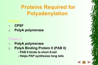 Proteins Required for
Polyadenylation
Phase I:
1. CPSF
2. PolyA polymerase
Phase II:
1. PolyA polymerase
2. PolyA Binding Protein II (PAB II)
- PAB II binds to short A-tail
- Helps PAP synthesize long tails
 