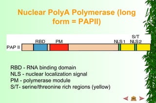 Nuclear PolyA Polymerase (long
form = PAPII)
RBD - RNA binding domain
NLS - nuclear localization signal
PM - polymerase module
S/T- serine/threonine rich regions (yellow)
 