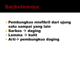  Pembungkus miofibril dari ujung
satu sampai yang lain
 Sarkos  daging
 Lemma  kulit
 Arti pembungkus daging
 