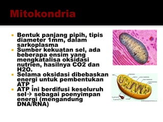  Bentuk panjang pipih, tipis
diameter 1mm, dalam
sarkoplasma
 Sumber kekuatan sel, ada
beberapa ensim yang
mengkatalisa oksidasi
nutrien, hasilnya CO2 dan
H2O.
 Selama oksidasi dibebaskan
energi untuk pembentukan
ATP .
 ATP ini berdifusi keseluruh
sel sebagai poenyimpan
energi (mengandung
DNA/RNA)
 