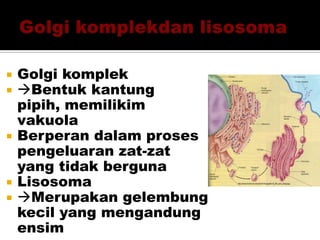  Golgi komplek
 Bentuk kantung
pipih, memilikim
vakuola
 Berperan dalam proses
pengeluaran zat-zat
yang tidak berguna
 Lisosoma
 Merupakan gelembung
kecil yang mengandung
ensim
 