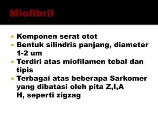  Komponen serat otot
 Bentuk silindris panjang, diameter
1-2 um
 Terdiri atas miofilamen tebal dan
tipis
 Terbagai atas beberapa Sarkomer
yang dibatasi oleh pita Z,I,A
H, seperti zigzag
 