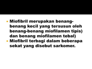  Miofibril merupakan benang-
benang kecil yang tersusun oleh
benang-benang miofilamen tipis)
dan benang miofilamen tebal)
 Miofibril terbagi dalam beberapa
sekat yang disebut sarkomer.
 