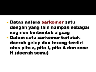  Batas antara sarkomer satu
dengan yang lain nampak sebagai
segmen berbentuk zigzag
 Dalam satu sarkomer terletak
daerah gelap dan terang terdiri
atas pita z, pita I, pita A dan zone
H (daerah semu)
 