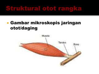  Gambar mikroskopis jaringan
otot/daging
 
