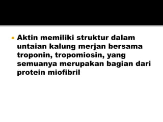  Aktin memiliki struktur dalam
untaian kalung merjan bersama
troponin, tropomiosin, yang
semuanya merupakan bagian dari
protein miofibril
 