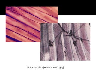 Motor end plate [Wheater et al. 1979]
 