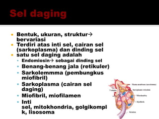  Bentuk, ukuran, struktur
bervariasi
 Terdiri atas inti sel, cairan sel
(sarkoplasma) dan dinding sel
 satu sel daging adalah
 Endomiosin sebagai dinding sel
 Benang-benang jala (retikuler)
 Sarkolemmma (pembungkus
miofibril)
 Sarkoplasma (cairan sel
daging)
 Miofibril, miofilamen
 Inti
sel, mitokhondria, golgikomple
k, lisosoma
 