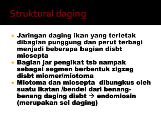  Jaringan daging ikan yang terletak
dibagian punggung dan perut terbagi
menjadi beberapa bagian disbt
miosepta
 Bagian jar pengikat tsb nampak
sebagai segmen berbentuk zigzag
disbt miomer/miotoma
 Miotoma dan miosepta dibungkus oleh
suatu ikatan /bendel dari benang-
benang daging disbt  endomiosin
(merupakan sel daging)
 