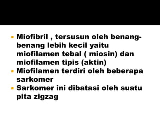  Miofibril , tersusun oleh benang-
benang lebih kecil yaitu
miofilamen tebal ( miosin) dan
miofilamen tipis (aktin)
 Miofilamen terdiri oleh beberapa
sarkomer
 Sarkomer ini dibatasi oleh suatu
pita zigzag
 