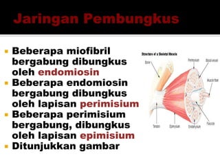  Beberapa miofibril
bergabung dibungkus
oleh endomiosin
 Beberapa endomiosin
bergabung dibungkus
oleh lapisan perimisium
 Beberapa perimisium
bergabung, dibungkus
oleh lapisan epimisium
 Ditunjukkan gambar
 