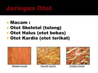  Macam :
 Otot Skeletal (tulang)
 Otot Halus (otot bebas)
 Otot Kardia (otot terikat)
 