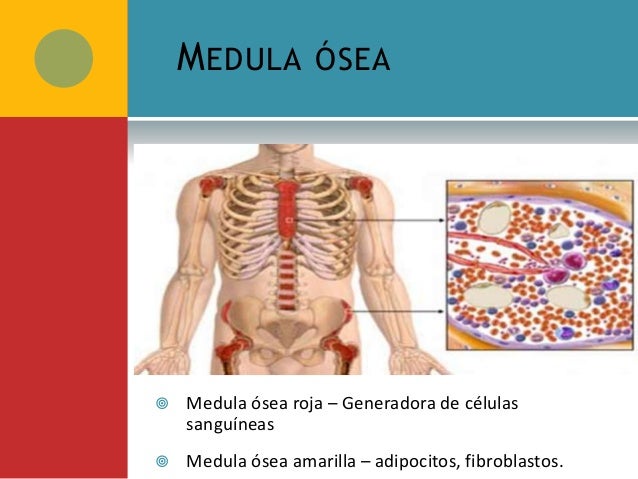 Funcion De La Medula Osea En El Sistema Inmunologico