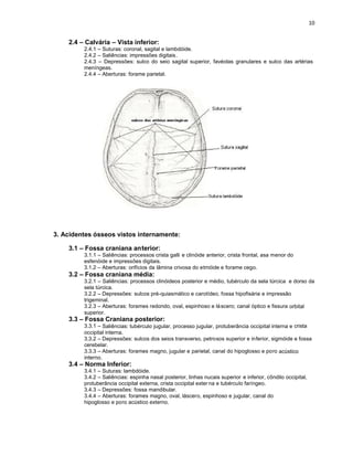 2.4 – Calvária – Vista inferior:
2.4.1 – Suturas: coronal, sagital e lambdóide.
2.4.2 – Saliências: impressões digitais.
2.4.3 – Depressões: sulco do seio sagital superior, favéolas granulares e sulco das artérias
meníngeas.
2.4.4 – Aberturas: forame parietal.
3. Acidentes ósseos vistos internamente:
3.1 – Fossa craniana anterior:
3.1.1 – Saliências: processos crista galli e clinóide anterior, crista frontal, asa menor do
esfenóide e impressões digitais.
3.1.2 – Aberturas: orifícios da lâmina crivosa do etmóide e forame cego.
3.2 – Fossa craniana média:
3.2.1 – Saliências: processos clinóideos posterior e médio, tubérculo da sela túrcica e dorso da
sela túrcica.
3.2.2 – Depressões: sulcos pré-quiasmático e carotídeo, fossa hipofisária e impressão
trigeminal.
3.2.3 – Aberturas: forames redondo, oval, espinhoso e láscero; canal óptico e fissura orbital
superior.
3.3 – Fossa Craniana posterior:
3.3.1 – Saliências: tubérculo jugular, processo jugular, protuberância occipital interna e crista
occipital interna.
3.3.2 – Depressões: sulcos dos seios transverso, petrosos superior e inferior, sigmóide e fossa
cerebelar.
3.3.3 – Aberturas: forames magno, jugular e parietal, canal do hipoglosso e poro acústico
interno.
3.4 – Norma Inferior:
3.4.1 – Suturas: lambdóide.
3.4.2 – Saliências: espinha nasal posterior, linhas nucais superior e inferior, côndilo occipital,
protuberância occipital externa, crista occipital exter na e tubérculo faríngeo.
3.4.3 – Depressões: fossa mandibular.
3.4.4 – Aberturas: forames magno, oval, láscero, espinhoso e jugular, canal do
hipoglosso e poro acústico externo.
 