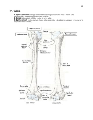 IV – ÚMERO
1. Epífise proximal: cabeça, colos anatômico e cirúrgico, tubércu los maior e menor, sulco
intertubercular e cristas dos tubérculos maior e menor.
2. Corpo: tuberosidade deltóidea e sulco do nervo radial.
3. Epífise distal: tróclea, capítulo, fossas radial, coronóidea e do olécrano, sulco para o nervo ul nar e
epicôndilos lateral e medial.
 