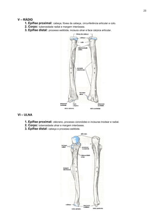 V – RÁDIO
1. Epífise proximal: cabeça, fóvea da cabeça, circunferência articular e colo.
2. Corpo: tuberosidade radial e margem interóssea.
3. Epífise distal: processo estilóide, incisura ulnar e face cárpica articular.
VI – ULNA
1. Epífise proximal: olécrano, processo coronóideo e incisuras troclear e radial.
2. Corpo: tuberosidade ulnar e margem interóssea.
3. Epífise distal: cabeça e processo estilóide.
 