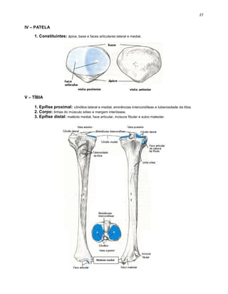 IV – PATELA
1. Constituintes: ápice, base e faces articulares lateral e medial.
V – TÍBIA
1. Epífise proximal: côndilos lateral e medial, eminências intercondíleas e tuberosidade da tíbia.
2. Corpo: linhas do músculo sóleo e margem interóssea.
3. Epífise distal: maléolo medial, face articular, incisura fibular e sulco maleolar.
 