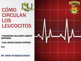 CÓMO
CIRCULAN
LOS
LEUCOCITOS
*CENICEROS GALLARDO LIZBETH
MARYMAR
*LEAL SOTELO EDGAR ANTONIO
III-3
DR. JORGE VELÁZQUEZ GÁLVEZ
 