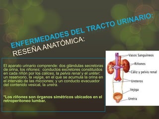 El aparato urinario comprende: dos glándulas secretoras
de orina, los riñones; conductos excretores constituidos
en cada riñón por los cálices, la pelvis renal y el uréter;
un reservorio, la vejiga, en el que se acumula la orina en
el intervalo de las micciones; y un conducto evacuador
del contenido vesical, la uretra.
*Los riñones son órganos simétricos ubicados en el
retroperitoneo lumbar.
 