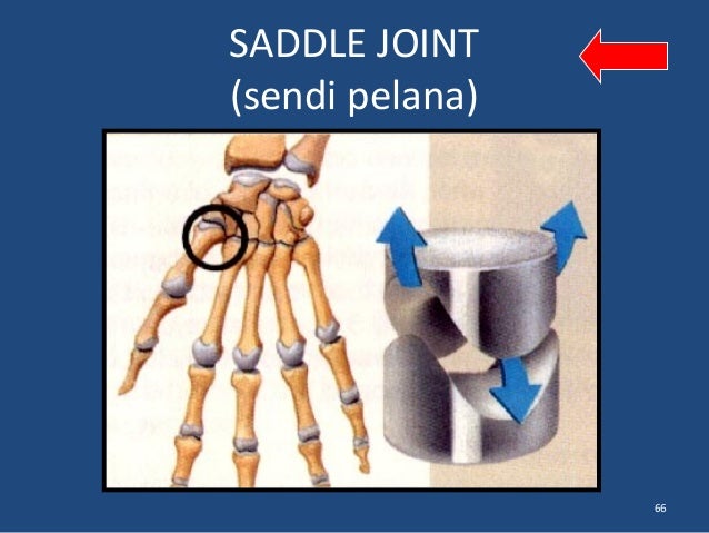 3. fisiologi sistem muskulo skeletal