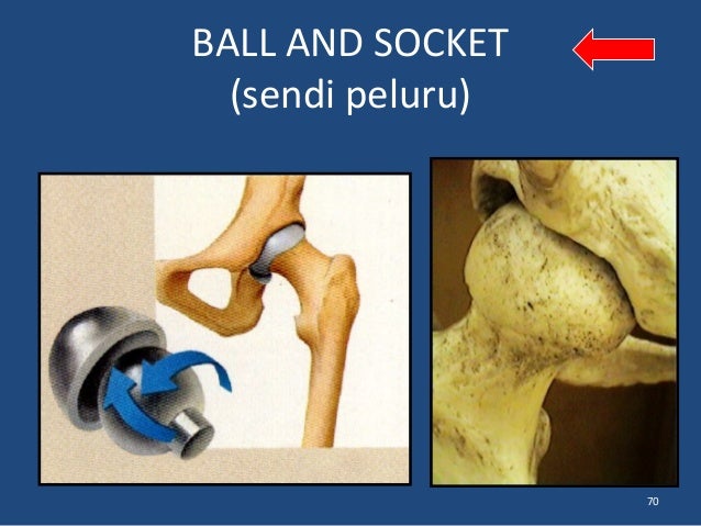 3. fisiologi sistem muskulo skeletal