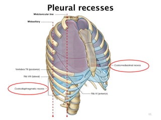 Pleural recesses
11
 