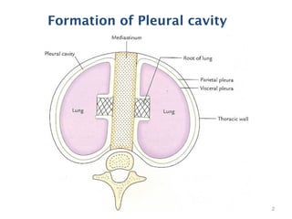 Formation of Pleural cavity
2
 