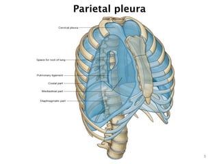 Parietal pleura
5
 