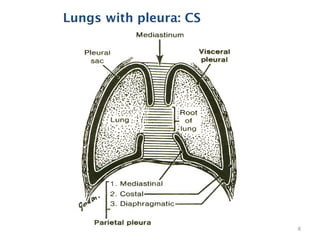 Lungs with pleura: CS
6
 