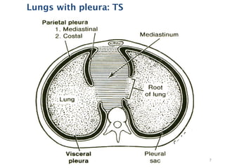 Lungs with pleura: TS
7
 